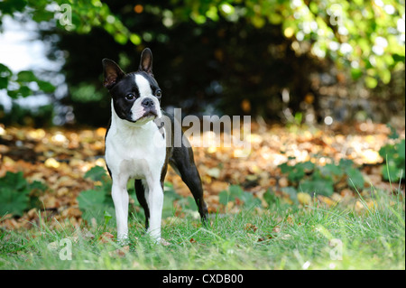 Boston Terrier-Porträt im Garten Stockfoto