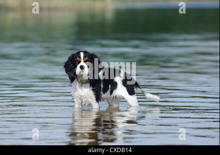 Cavalier King Charles Spaniel in See Stockfoto