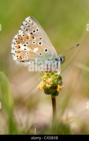 Adonis Blue Butterfly, Lysandra Bellargus, Lydden Temple Ewell, Kent Stockfoto