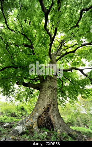 Gemeinsamen Buche, Fagus Sylvatica, Queendown Warren, Kent UK Stockfoto