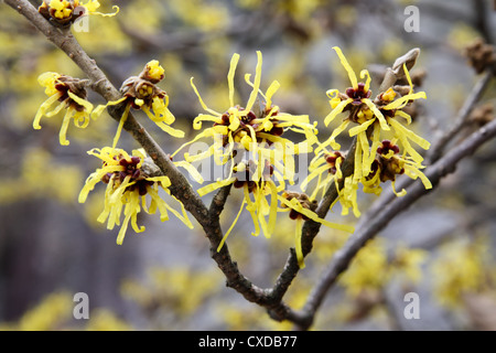 Hamamelis Stockfoto