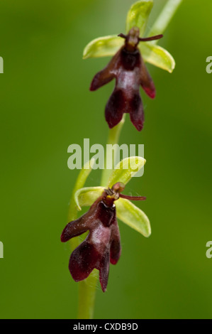 Fliegen Sie Orchidee, Ophrys Insectifera, Yockletts Bank, Kent Stockfoto