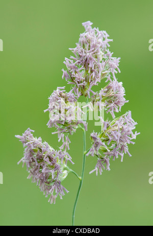 Yorkshire Nebel Gräser, Holcus Lanatus, Cowden Weiden, Kent UK Stockfoto