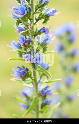 Viper Bugloss, Echium Vulgare, Sandwich Bay, Kent, UK Stockfoto