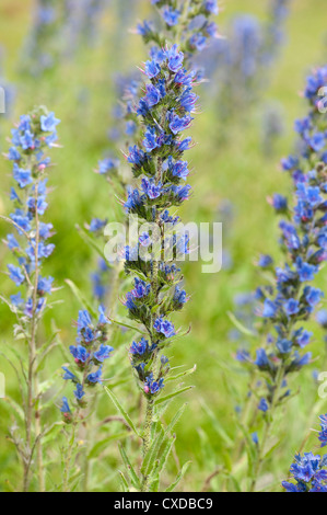 Viper Bugloss, Echium Vulgare, Sandwich Bay, Kent, UK Stockfoto