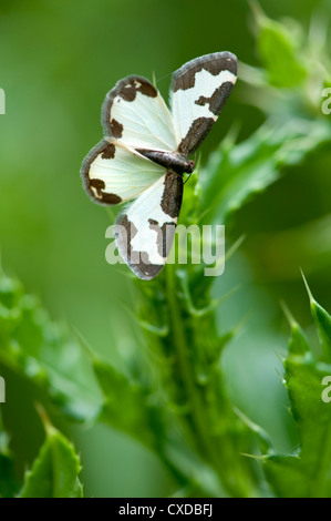 Getrübt Grenze Motte, Lomaspilis Marginata, Sandwich Bay, Kent, UK Stockfoto