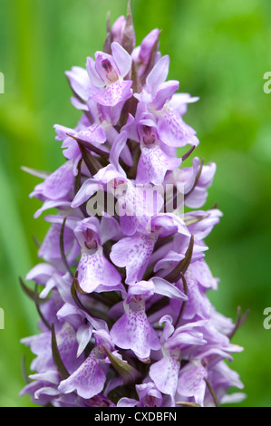 Frühe lila Orchidee Orchis Mascula, Sandwich Bay, Kent UK Stockfoto