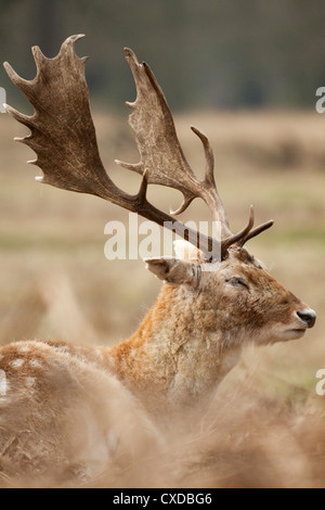 Damhirsch Stockfoto