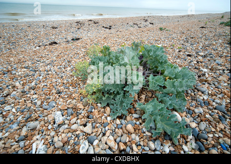 Meerkohl Crambe Maritima, Sandwich Bay, Kent UK Stockfoto