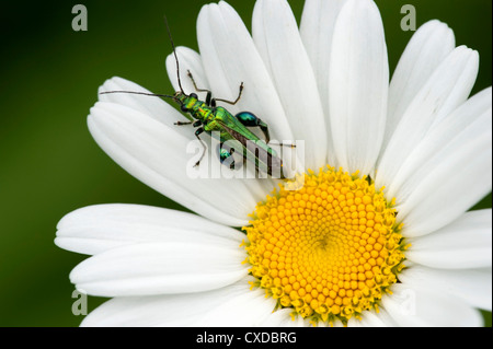 Getreidehähnchen, Oedemera Nobilis auf Daisy, Cowden Weiden, Kent UK Stockfoto