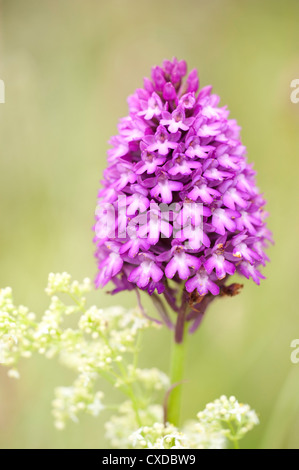 Pyramiden-Orchidee, Anacamptis Pyramidalis, Sandwich Bay, Kent UK Stockfoto