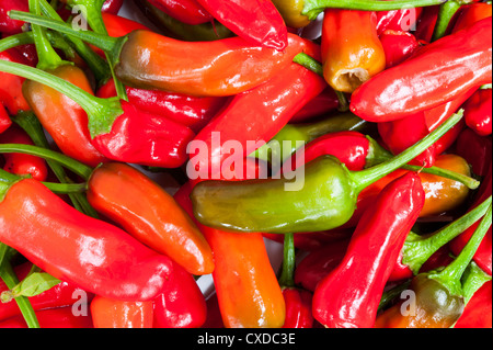 Ein Haufen von bunten roten Chilischoten Stockfoto