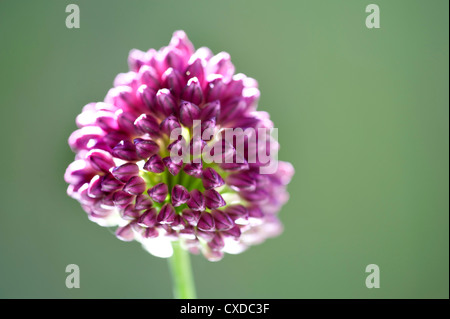 Rundköpfigen Lauch Blume, Allium Sphaerocephalon, UK Stockfoto