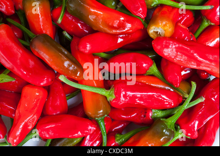 Ein Haufen von bunten roten Chilischoten Stockfoto