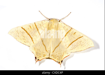 Zinnenkranz Moth Ourapteryx Sambucaria, UK Stockfoto