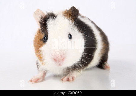 Guinea pig Stockfoto
