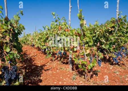 Reihen von Reben im Weinberg Stockfoto
