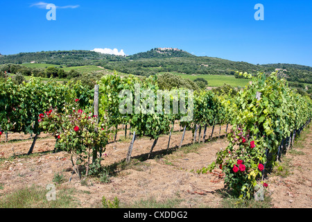 Chianti-Weinberg-Landschaft in der Toskana Stockfoto