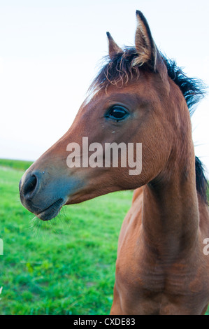 Pferde-Porträt. Stockfoto