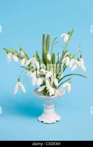 Schneeglöckchen in einer vase Stockfoto