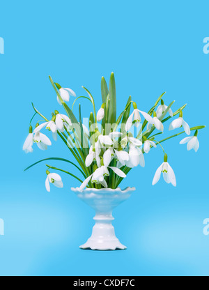 Schneeglöckchen in einer vase Stockfoto