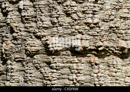 ein Close Up der Rinde eines Baumes Monkey Puzzle Stockfoto