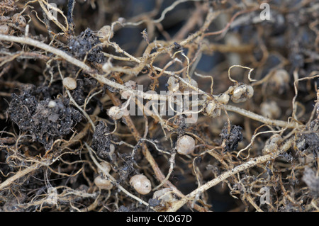 Knötchen mit Stickstoff-Fixierung Bakterien auf Root Runner Bean. Stockfoto