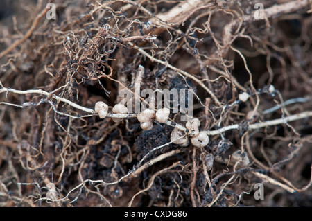 Knötchen mit Stickstoff-Fixierung Bakterien auf Root Runner Bean. Stockfoto