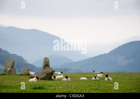 Schafe, ruhen auf den stehenden Steinen der Castlerigg Stockfoto