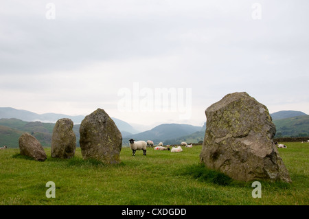 Schafe auf der Castlerigg stone circle Stockfoto