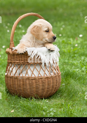 Golden Retriever Welpe in einem Weidenkorb Stockfoto