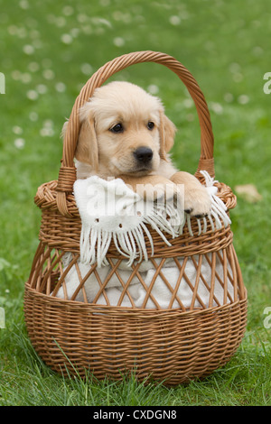 Golden Retriever Welpe in einem Weidenkorb Stockfoto