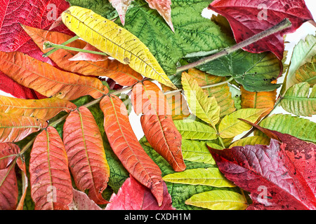 Buntes Herbstlaub auf weißem Hintergrund Stockfoto