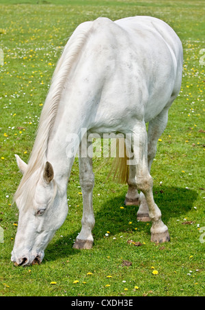 Weißes Pferd auf der Weide Stockfoto