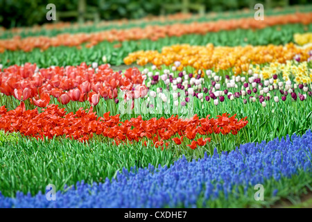 Blumenbeet voller Farbe Schönheit Tulpen Stockfoto
