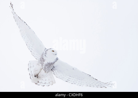 Eine Schnee-Eule fliegt unter einem bedecktem Winterhimmel in der Prärie östlich von Calgary, Alberta. Stockfoto