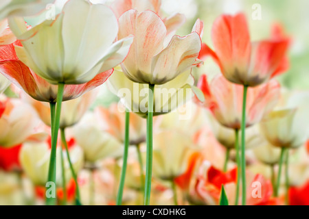 Close-up color tulips Stockfoto