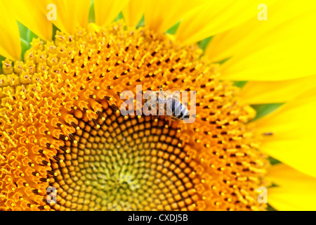 Makro des Biene arbeiten an einer Sonnenblume Stockfoto