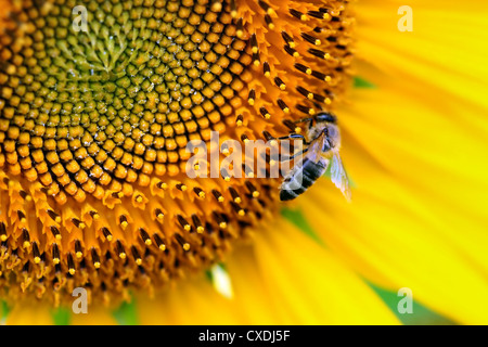 Makro des Biene arbeiten an einer Sonnenblume Stockfoto