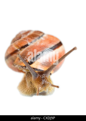 Garten Schnecke vor einem weißen Hintergrund Stockfoto