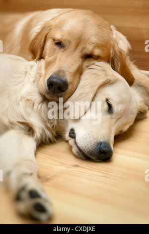 Blick auf zwei Hunde lügen - Golden Retriever Stockfoto
