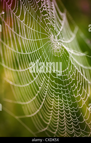 Nach dem Regen Stockfoto