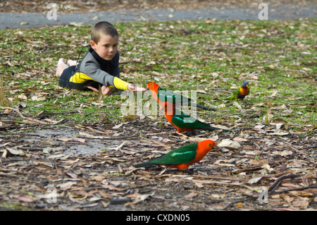 Young Boy Fütterung Australian King-Papageien (Alisterus Scapularis), New South.Wales, Australien Stockfoto