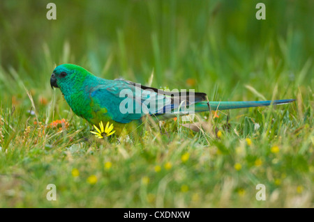 Rot-Psephotus Papagei (Psephotus Haematonotus), New-South.Wales, Australien Stockfoto