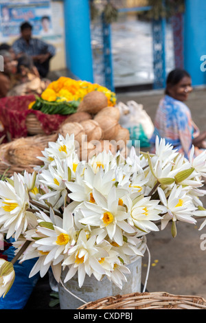 Lotusblüte und Kokos Tempelopfern außerhalb einen hindu-Tempel. Puttaparthi, Andhra Pradesh, Indien Stockfoto