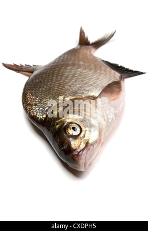 Frische Dorade Fisch auf weißem Hintergrund Stockfoto