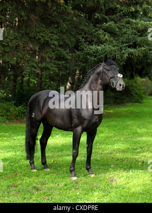 Trakehner Black Stallion - Champion Rasse auf der Equiros in 2012 in Russland Stockfoto