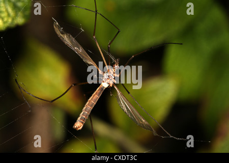 Garten oder Orb Spinnennetz mit Kran Fly Beute. Stockfoto