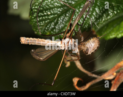 Garten oder Orb Spinnennetz mit Kran Fly Beute. Stockfoto