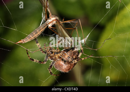 Garten oder Orb Spinnennetz mit Kran Fly Beute. Stockfoto